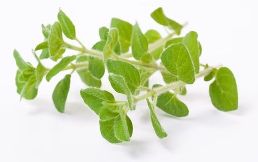 Fungent oregano olioa dauka